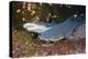Whitetip Reef Shark (Triaenodon Obesus)-Reinhard Dirscherl-Premier Image Canvas