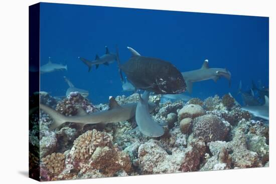 Whitetip Reef Sharks (Triaenodon Obesus) and Giant Trevally (Caranx Ignobilis) Hunting Together Ove-Reinhard Dirscherl-Premier Image Canvas