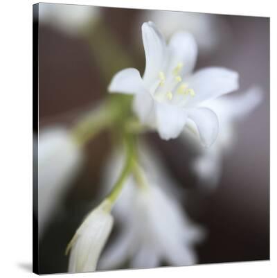 'Whitewood I' Stretched Canvas Print Bill Philip