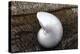 Whole Pearl Nautilus Shell-Savanah Plank-Premier Image Canvas