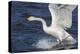 Whooper Swan (Cygnus Cygnus) Flying Down on to the Water, Norfolk, England-Ann & Steve Toon-Premier Image Canvas