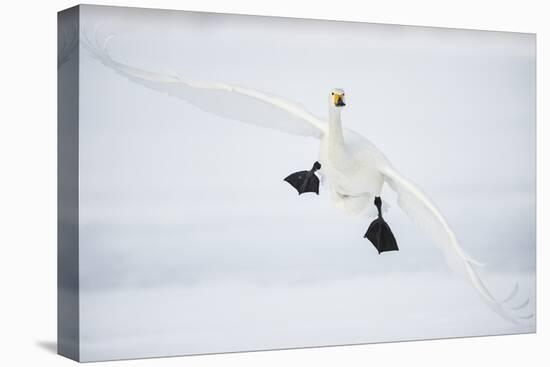 Whooper Swan (Cygnus Cygnus) Mid Flight over the Frozen Lake, Kussharo, Hokkaido, Japan-Wim van den Heever-Premier Image Canvas