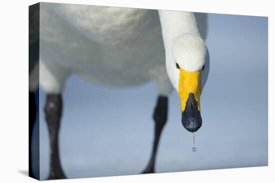 Whooper Swan (Cygnus Cygnus) Portrait, on Frozen Lake Kussharo, Hokkaido Japan, February-Wim van den Heever-Premier Image Canvas