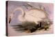 Whooper Swan, Cygnus Cygnus-Edward Lear-Premier Image Canvas