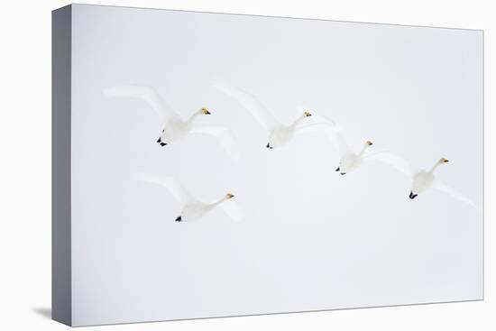 Whooper swan flock of five in flight. Hokkaido, Japan-Markus Varesvuo-Premier Image Canvas