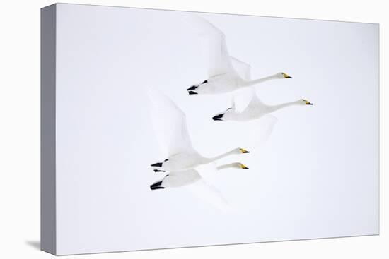 Whooper swan, four in flight. Hokkaido, Japan-Markus Varesvuo-Premier Image Canvas