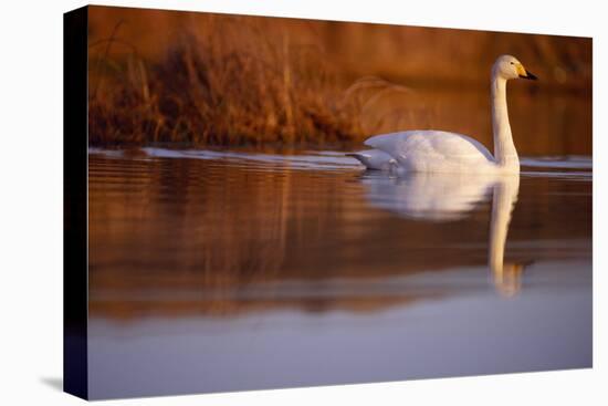 Whooper Swan male on moorland loch, Isle of Skye, Hebrides, Scotland-Laurie Campbell-Premier Image Canvas