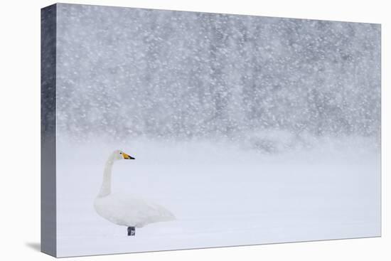 Whooper Swan standing in snowfall,Hokkaido, Japan-Markus Varesvuo-Premier Image Canvas