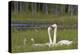 Whooper swans  (Cygnus cygnus) and cygnet, Vaala, Finland, July-Markus Varesvuo-Premier Image Canvas