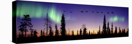 Whooper Swans (Cygnus Cygnus) Flying Against Aurora Borealis at Sunrise. Finland-Mark Taylor-Premier Image Canvas