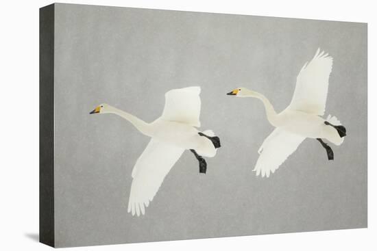 Whooper Swans (Cygnus Cygnus) Two In Flight, During Snowfall, Lake Kussharo, Japan, February-Danny Green-Premier Image Canvas