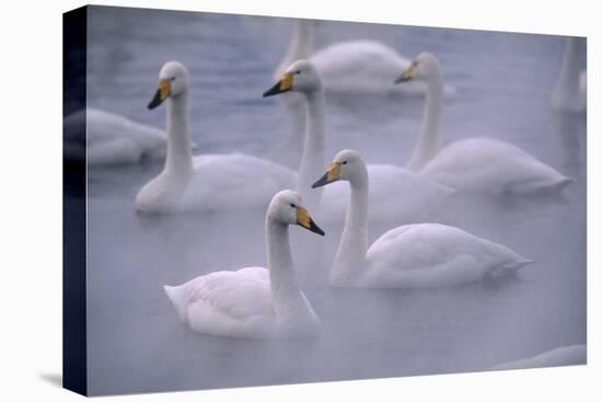 Whooper Swans Floating on Water-DLILLC-Premier Image Canvas