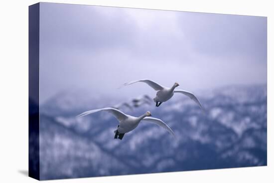 Whooper Swans Flying-DLILLC-Premier Image Canvas