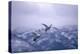 Whooper Swans Flying-DLILLC-Premier Image Canvas