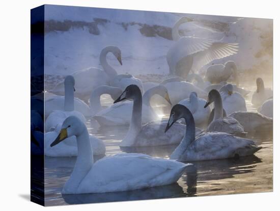 Whooper swans, Hokkaido Island, Japan-Art Wolfe-Premier Image Canvas