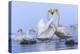 Whooper swans, Hokkaido, Japan-Art Wolfe Wolfe-Premier Image Canvas