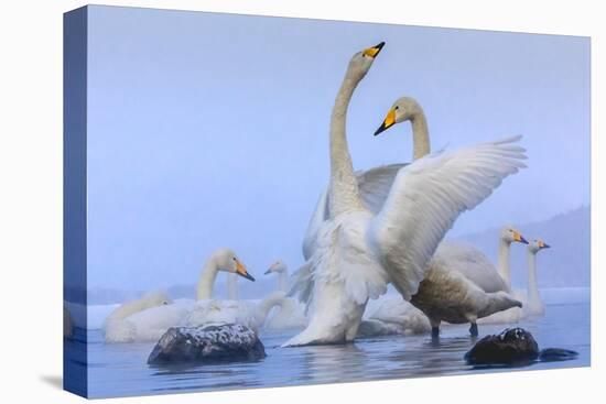 Whooper swans, Hokkaido, Japan-Art Wolfe Wolfe-Premier Image Canvas