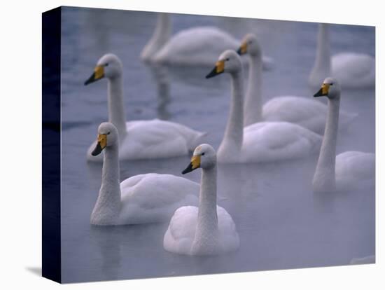 Whooper Swans in Water-null-Premier Image Canvas