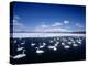 Whooper Swans, Lake Kussharo, Hokkaido, Japan-null-Premier Image Canvas