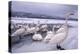 Whooper Swans on Frozen Lake-DLILLC-Premier Image Canvas