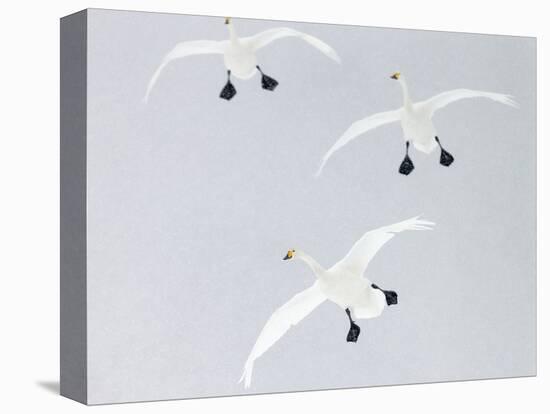 Whooper swans three coming into land, Hokkaido, Japan-Markus Varesvuo-Premier Image Canvas