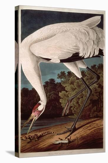 Whooping Crane, from "Birds of America"-John James Audubon-Premier Image Canvas
