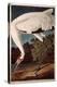 Whooping Crane, from "Birds of America"-John James Audubon-Premier Image Canvas