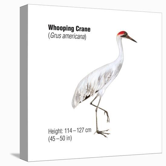 Whooping Crane (Grus Americana), Birds-Encyclopaedia Britannica-Stretched Canvas