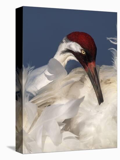 Whooping Crane Preens Feathers in Early Morning Light, Lake Kissimmee, Florida, USA-Arthur Morris-Premier Image Canvas