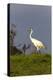 Whooping cranes (Grus americana) subadult feeding in upland meadow.-Larry Ditto-Premier Image Canvas