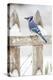 Wichita County, Texas. Blue Jay, Cyanocitta Cristata, Feeding in Snow-Larry Ditto-Premier Image Canvas