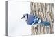 Wichita County, Texas. Blue Jay, Cyanocitta Cristata, Feeding in Snow-Larry Ditto-Premier Image Canvas