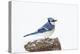 Wichita County, Texas. Blue Jay, Cyanocitta Cristata, Feeding in Snow-Larry Ditto-Premier Image Canvas