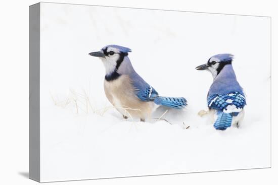 Wichita County, Texas. Blue Jay, Cyanocitta Cristata, Feeding in Snow-Larry Ditto-Premier Image Canvas