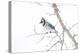 Wichita County, Texas. Blue Jay, Cyanocitta Cristata, Feeding in Snow-Larry Ditto-Premier Image Canvas