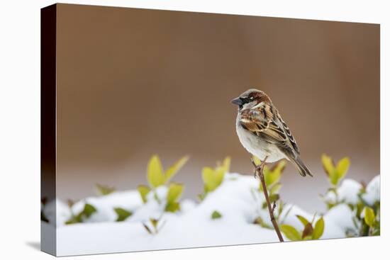 Wichita County, Texas. House Sparrow after Winter Snow-Larry Ditto-Premier Image Canvas