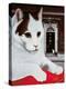 Wilberforce, the Number 10 Cat, 1987-Frances Broomfield-Premier Image Canvas