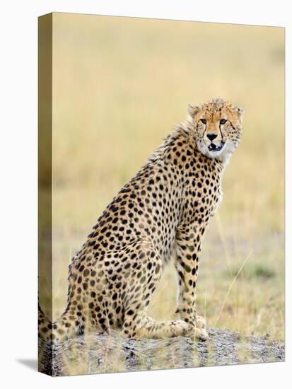 Wild African Cheetah, Beautiful Mammal Animal. Africa, Kenya-Volodymyr Burdiak-Premier Image Canvas