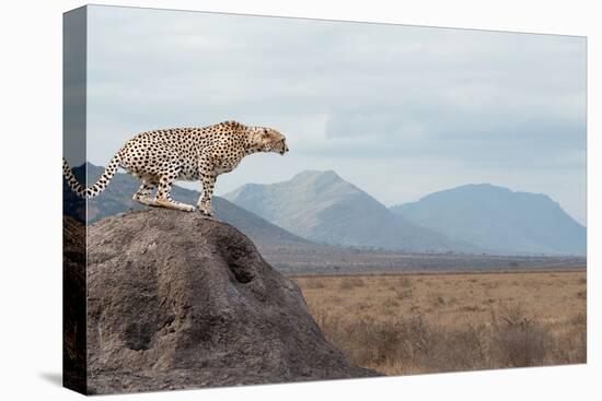 Wild African Cheetah, Beautiful Mammal Animal. Africa, Kenya-Volodymyr Burdiak-Premier Image Canvas