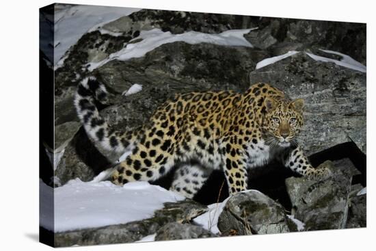 Wild Amur Leopard (Panthera Pardus Orientalis) on Rocky Hillside, Kedrovaya Pad Reserve, Russia-Vladimir Medvedev-Premier Image Canvas