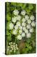 Wild Angelica (Angelica Sylvestris)-Duncan Shaw-Premier Image Canvas