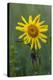 Wild Arnica (Arnica Montana)-Bob Gibbons-Premier Image Canvas