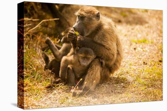 Wild Baboons, Cape Town, South Africa, Africa-Laura Grier-Premier Image Canvas