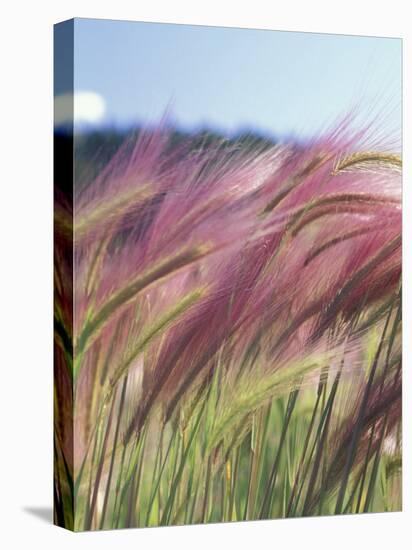 Wild Barley-Michele Westmorland-Premier Image Canvas