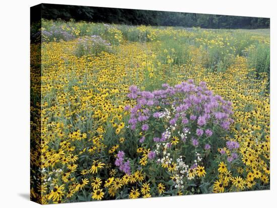 Wild Bergamot, Black Eyed Susans, Michigan, USA-Adam Jones-Premier Image Canvas