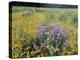 Wild Bergamot, Black Eyed Susans, Michigan, USA-Adam Jones-Premier Image Canvas