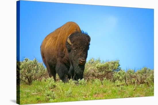 Wild bison buffalo Yellowstone-null-Stretched Canvas