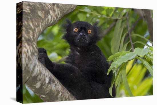 Wild black lemur, male, Eulemur macaco. Madagascar, Nosy Be, Big Island.-Cindy Miller Hopkins-Premier Image Canvas