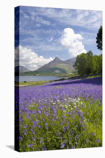 Wild Bluebells (Hyacinthoides Non-Scripta) Beside Loch Leven-Ruth Tomlinson-Premier Image Canvas