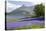 Wild Bluebells (Hyacinthoides Non-Scripta) Beside Loch Leven-Ruth Tomlinson-Premier Image Canvas